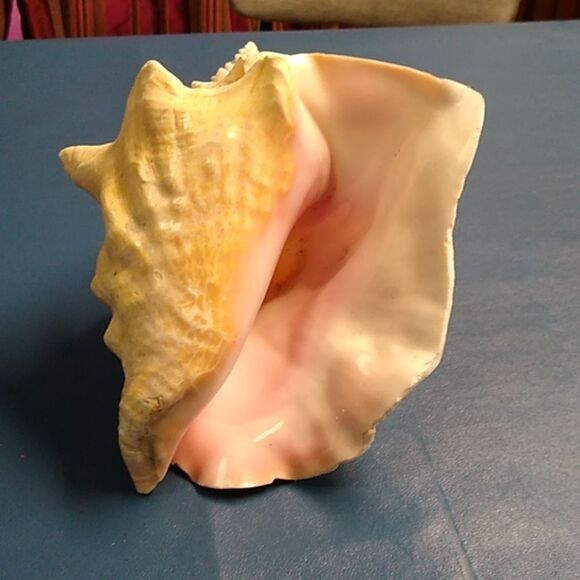 Vintage Cream and Pink Conch Shell  Beach Seashore Nautical Cottagecore - Picture 5 of 7